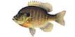 species_bluegill-panfish