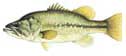 species_large-mouth-bass