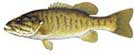 species_small-mouth-bass