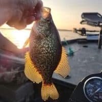 Sunset Crappie